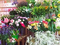 hedgehogg florist 1066798 Image 6